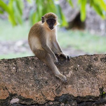 Barbados Wildlife Reserve